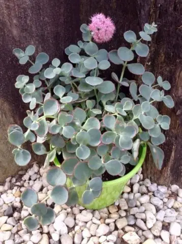 Sedums: varieties, types with photos and names