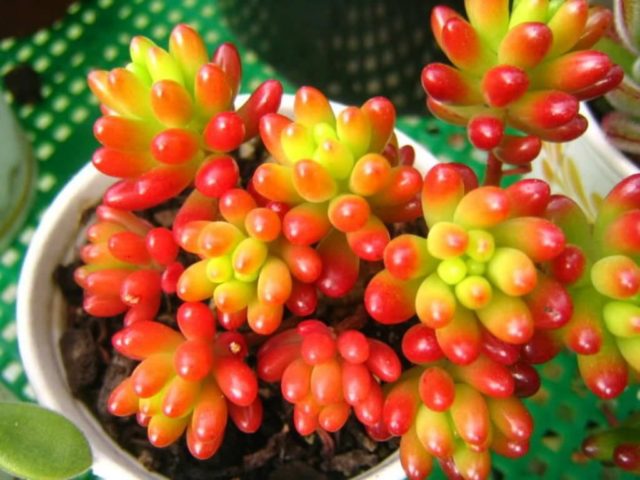 Sedums: varieties, types with photos and names