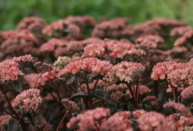 Sedums: varieties, types with photos and names