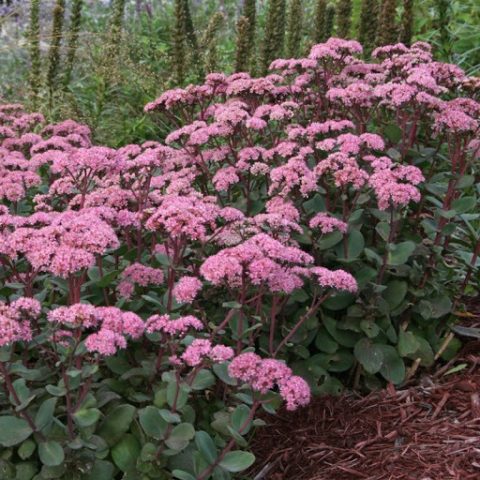 Sedums: varieties, types with photos and names