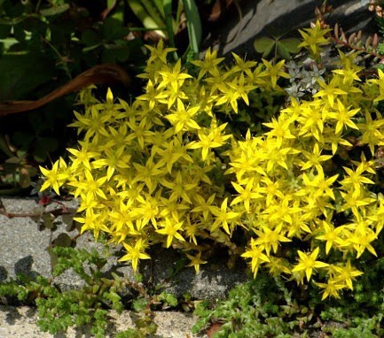 Sedums: varieties, types with photos and names