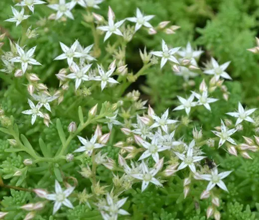 Sedums: varieties, types with photos and names