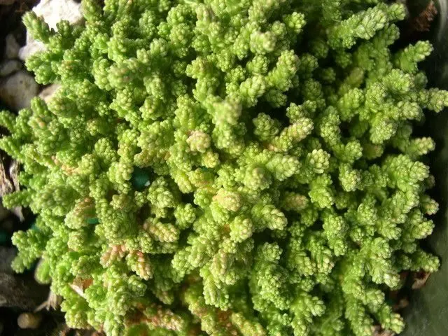 Sedums: varieties, types with photos and names