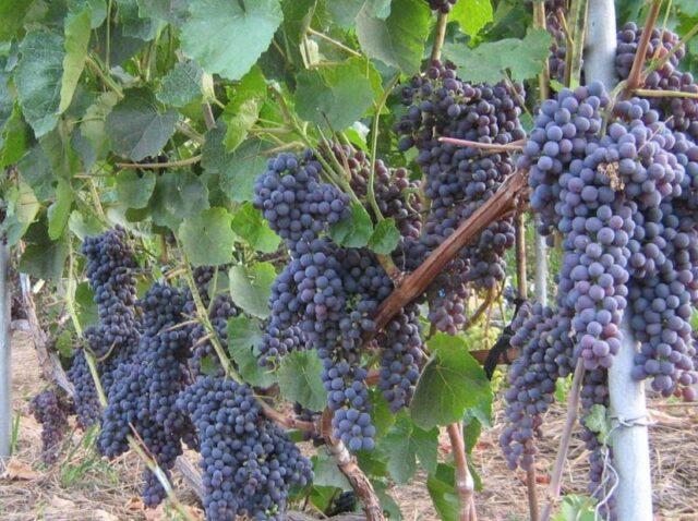 Seedless grape varieties