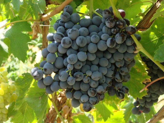 Seedless grape varieties