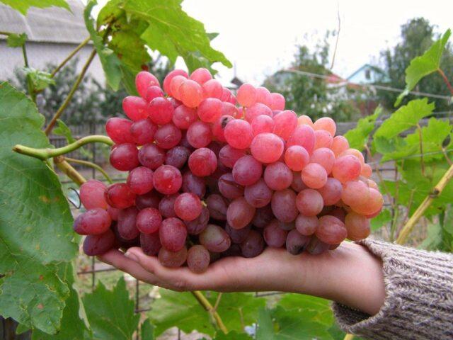 Seedless grape varieties