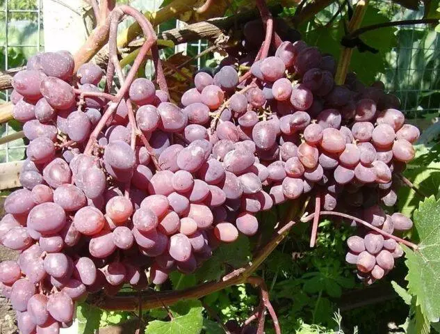 Seedless grape varieties