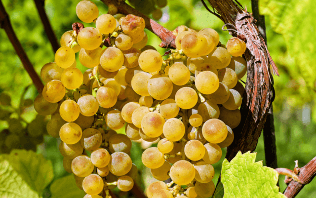 Seedless grape varieties