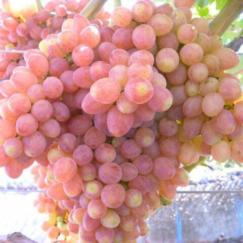 Seedless grape varieties