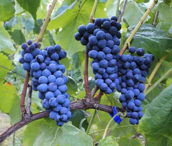 Seedless grape varieties