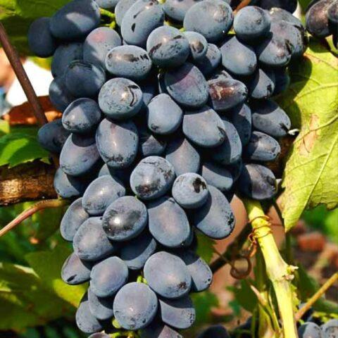 Seedless grape varieties