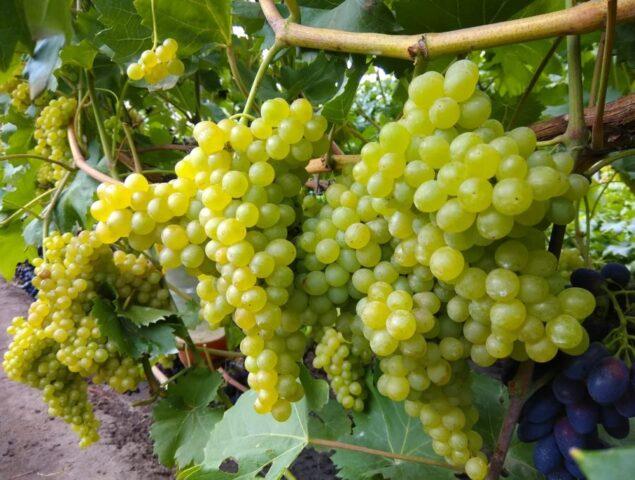 Seedless grape varieties