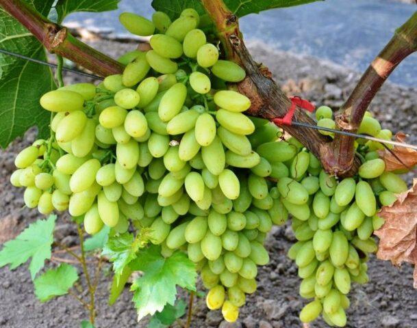 Seedless grape varieties