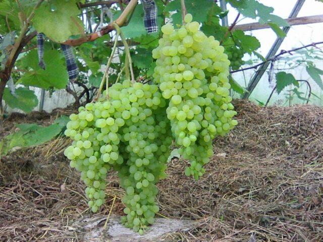 Seedless grape varieties