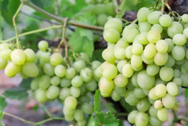 Seedless grape varieties