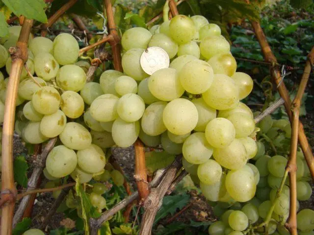 Seedless grape varieties