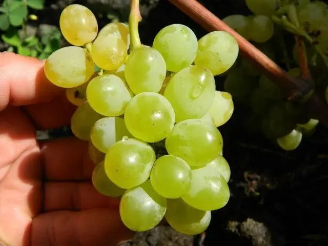 Seedless grape varieties