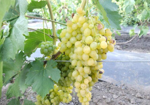 Seedless grape varieties