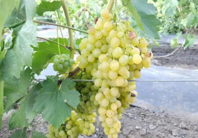 Seedless grape varieties