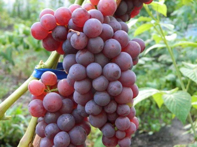 Seedless grape varieties