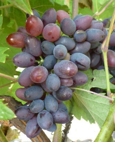 Seedless grape varieties