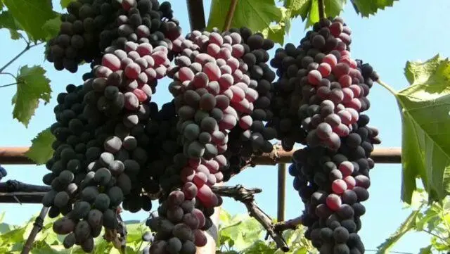 Seedless grape varieties