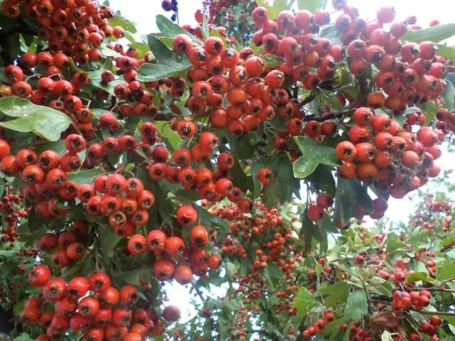 Seedless Hawthorn Jam