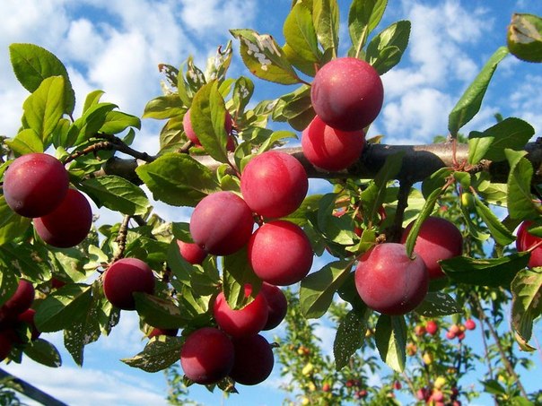 Seedless plum jam for the winter