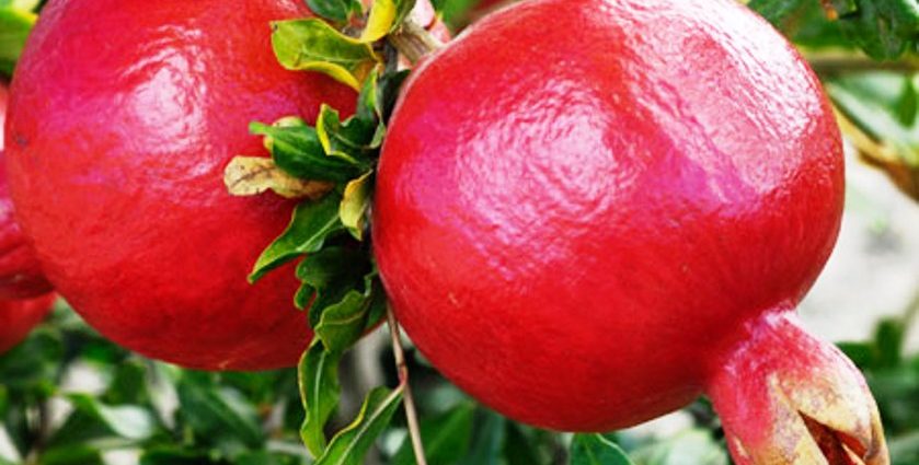 Seedless pomegranate &#8211; a unique work of breeders