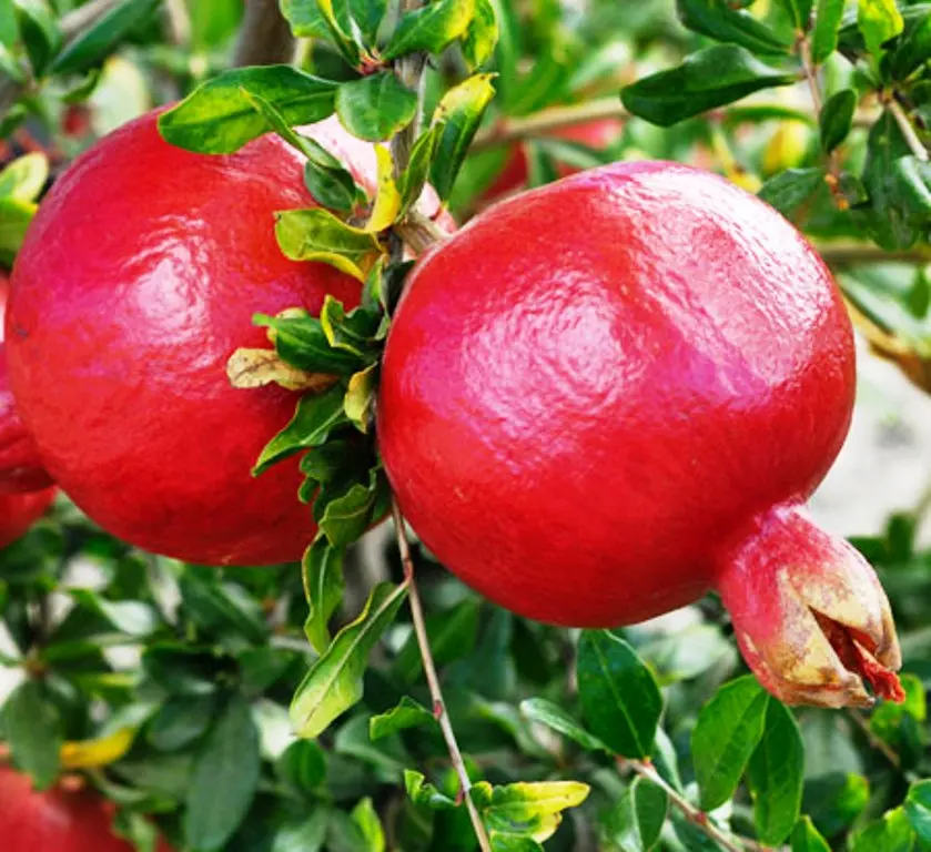 Seedless pomegranate &#8211; a unique work of breeders