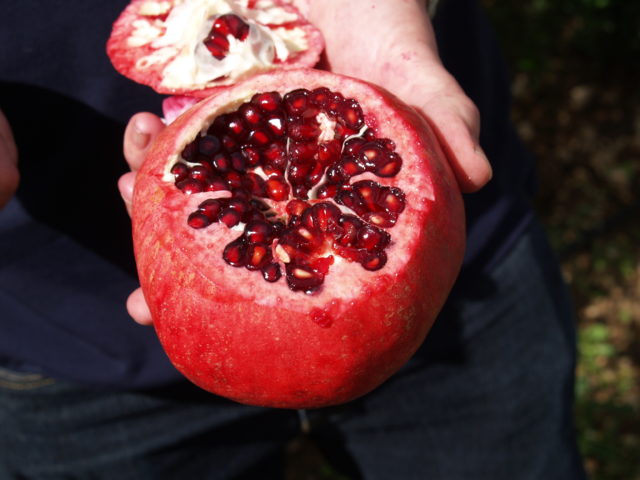 Seedless pomegranate: sectional photo, what is useful, reviews