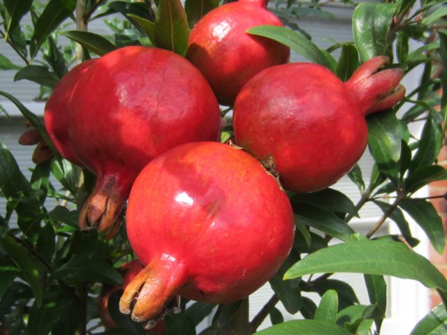 Seedless pomegranate: sectional photo, what is useful, reviews