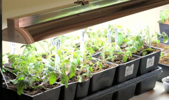 Seedling lamp on the windowsill