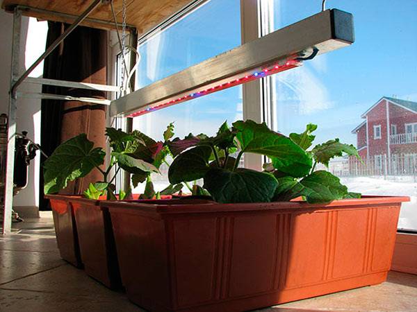 Seedling lamp on the windowsill