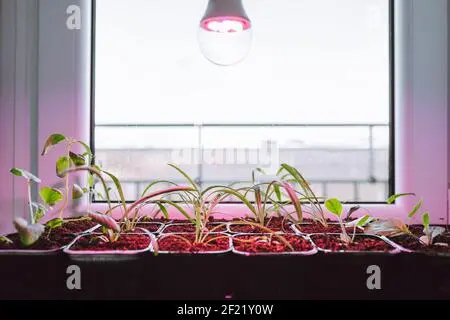 Seedling lamp on the windowsill