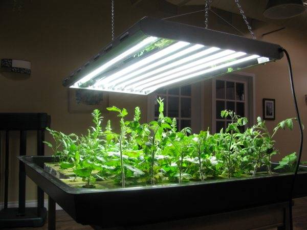 Seedling lighting