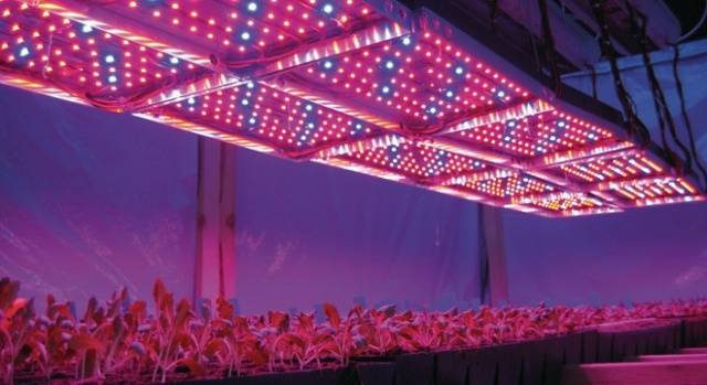 Seedling lighting