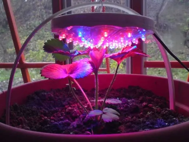 Seedling lighting