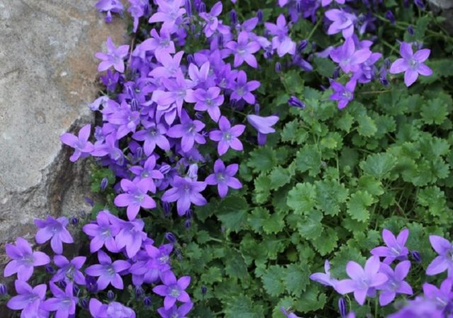 Seedlings of bluebells from seeds: when and how to plant, how to care