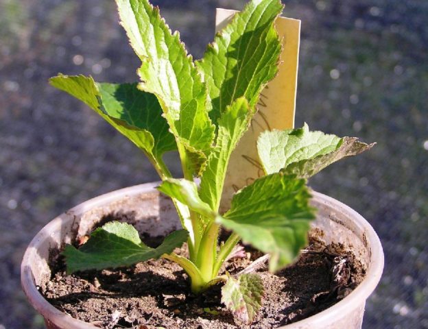 Seedlings of bluebells from seeds: when and how to plant, how to care