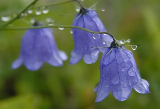 Seedlings of bluebells from seeds: when and how to plant, how to care