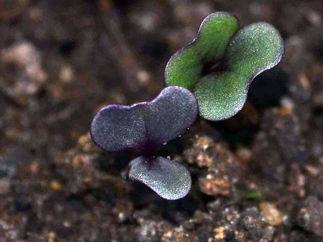 Seedlings of cabbage stretched out: what to do