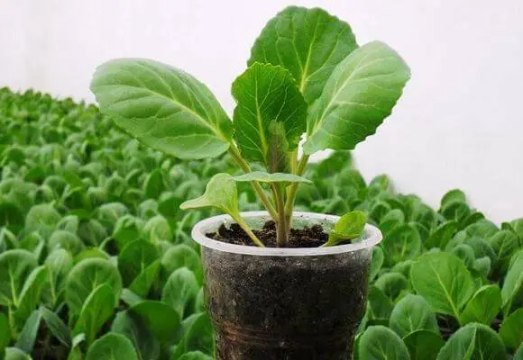 Seedlings of cabbage stretched out: what to do