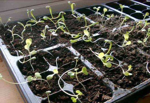 Seedlings of cabbage stretched out: what to do