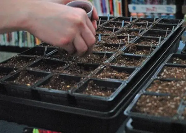 Seedlings of cabbage stretched out: what to do