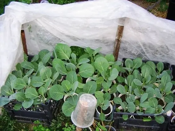 Seedlings of cabbage stretched out: what to do