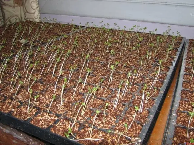 Seedlings of cabbage stretched out: what to do