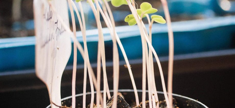 Seedlings of cabbage stretched out: what to do