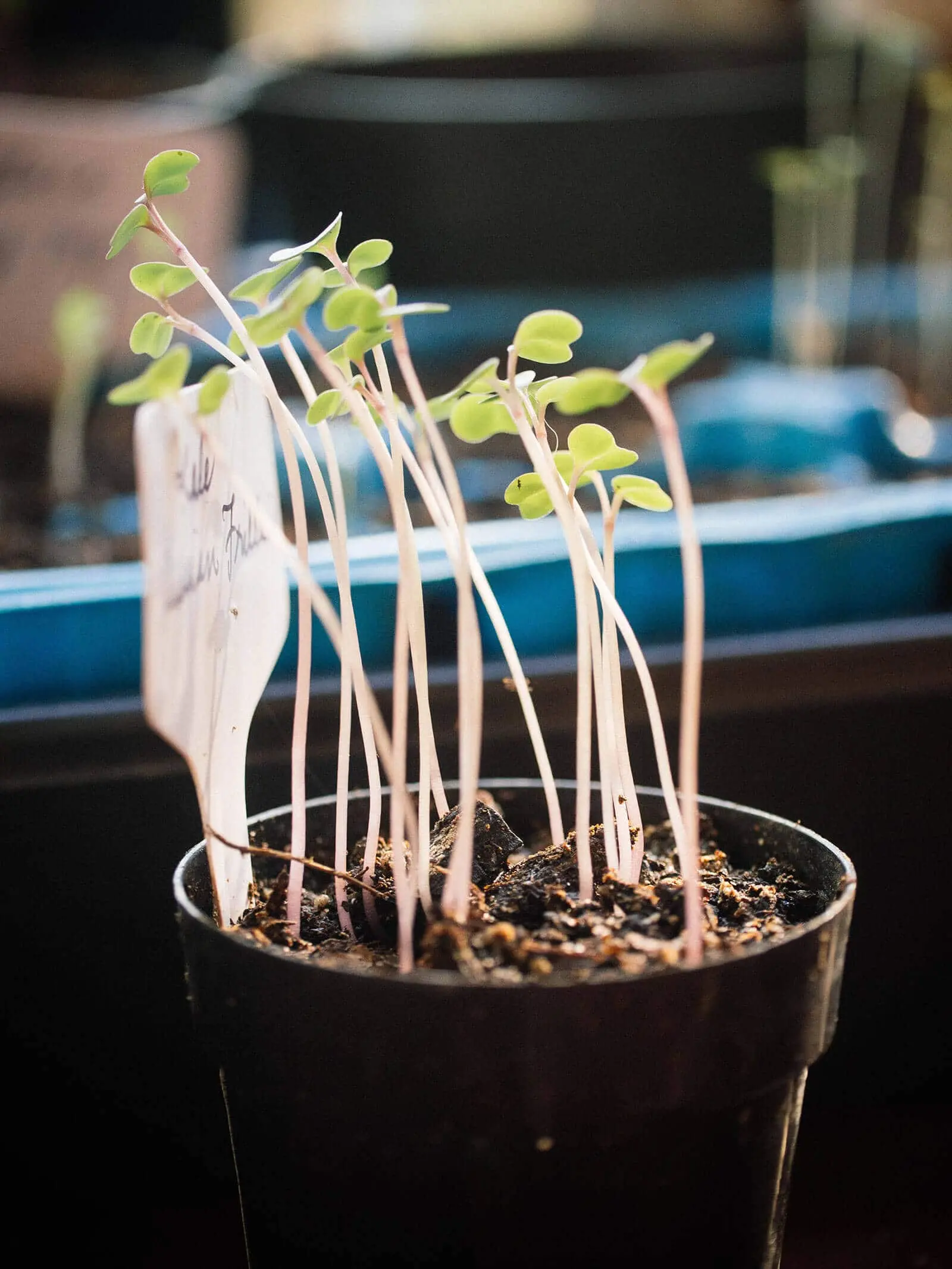 Seedlings of cabbage stretched out: what to do