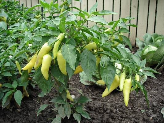 Seedlings of pepper for open ground